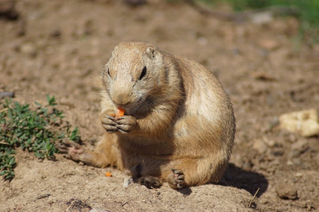 Gopher Tail, Brown Gopher Sitting on Brown Soil While Eating // Healthier Pets Today