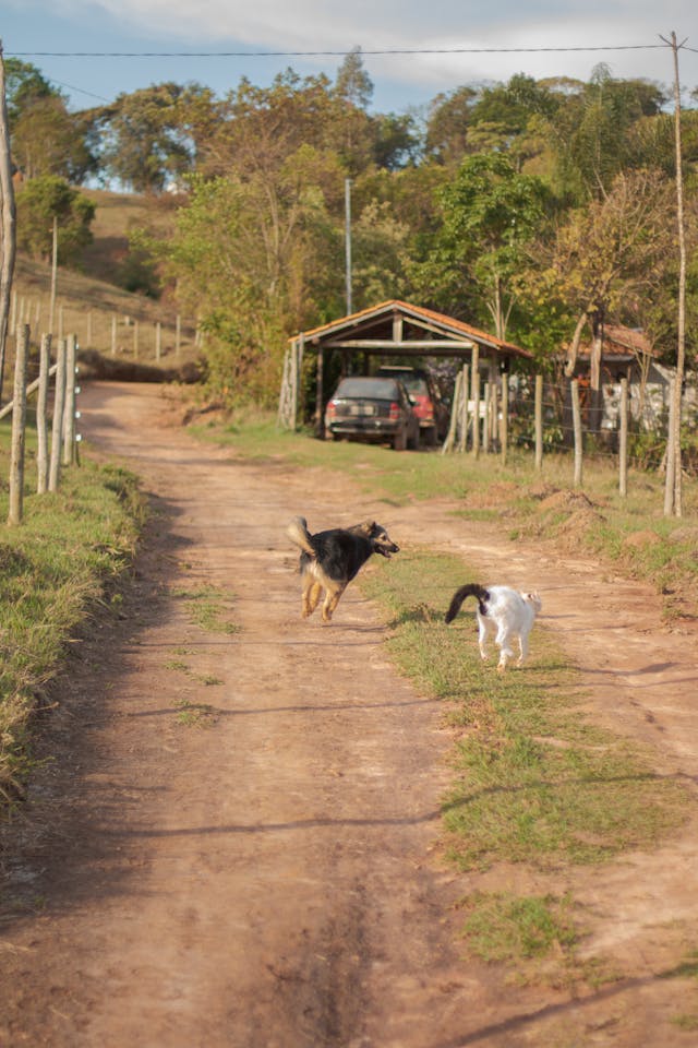 Cat and Dog Running on Dirt Road // Healthier Pets Today