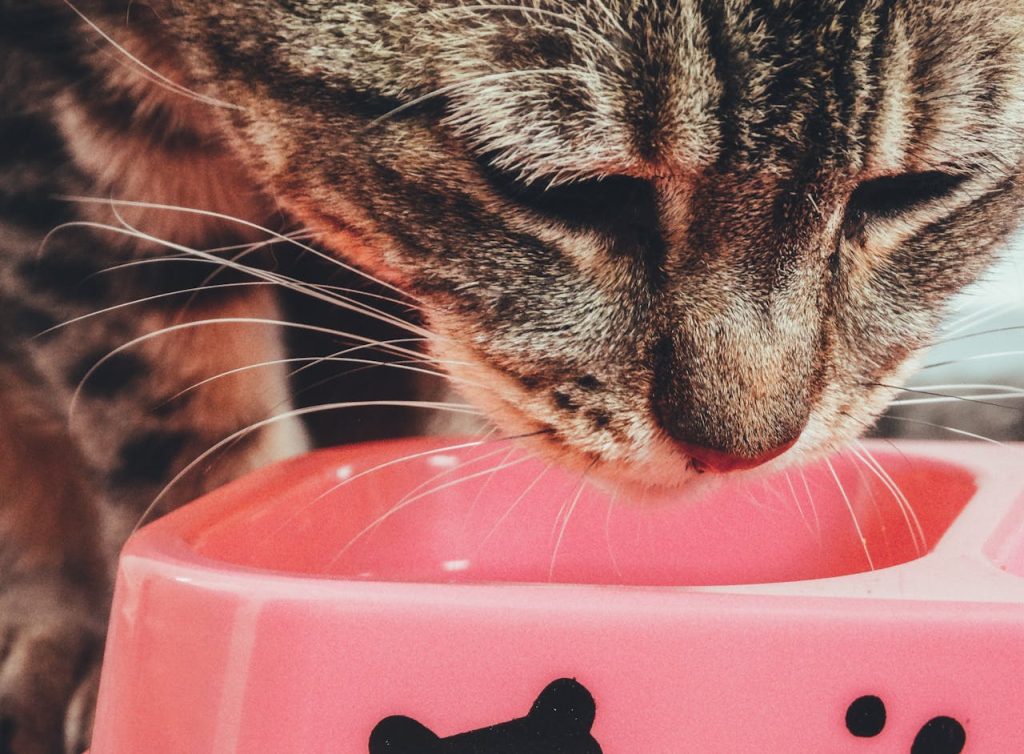 Close Up Shot of a Cat // Healthier Pets Today