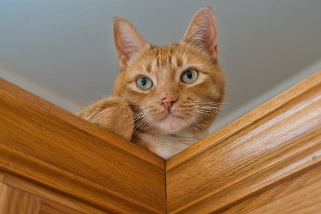 Close-Up Shot of a Tabby Cat Sitting // Healthier Pets Today