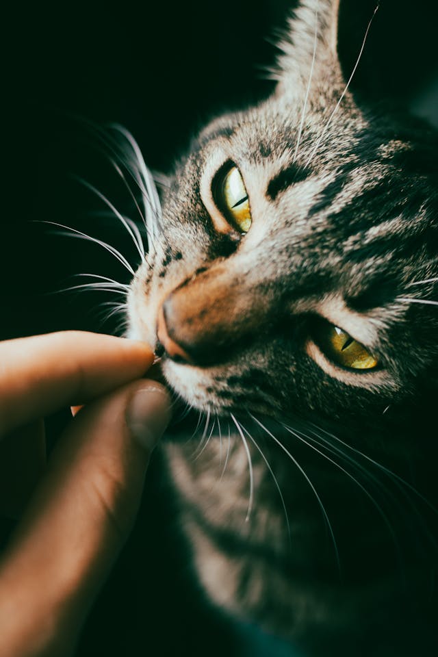 Close-Up Shot of a Tabby Cat // Healthier Pets Today