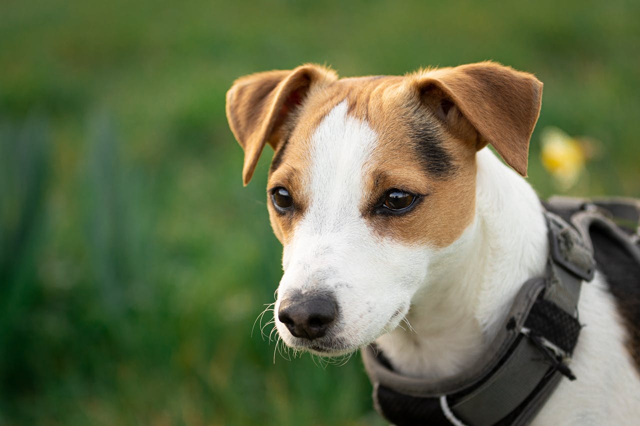 Mischievous, Cute Jack Russell Terrier in nature // Healthier Pets Today