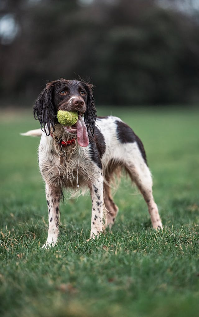 Dog Playing Fetch in Park // Healthier Pets Today