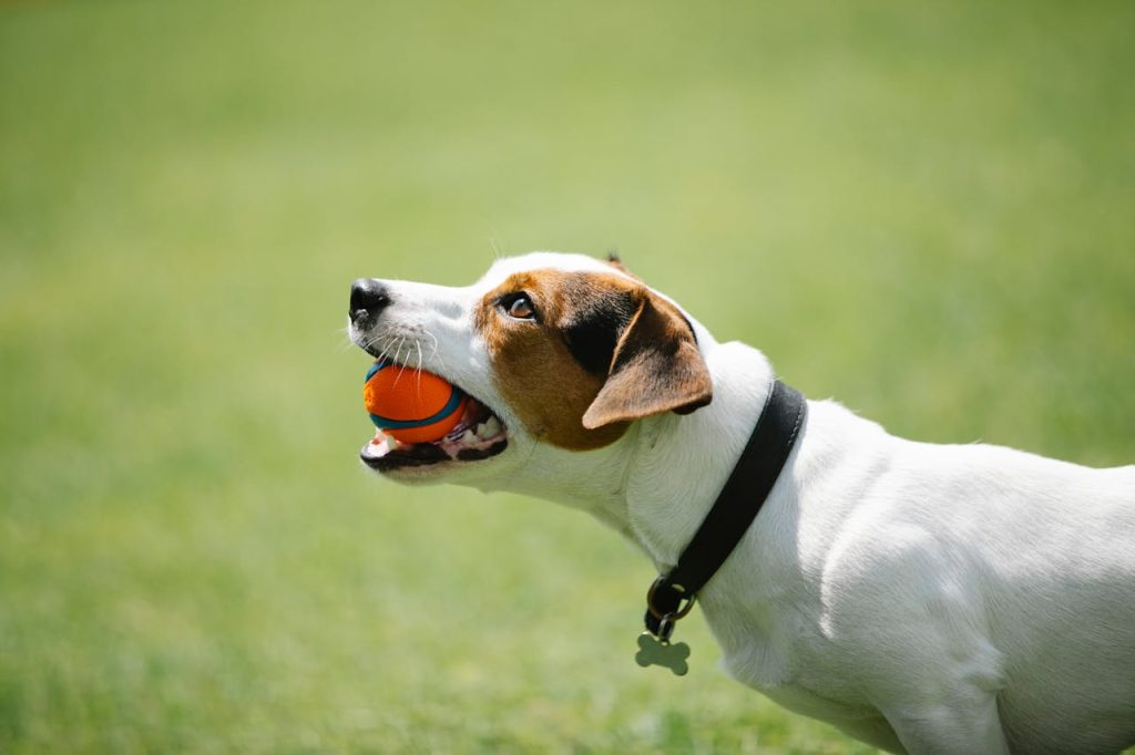 Dog in black collar with ball in teeth // Healthier Pets Today