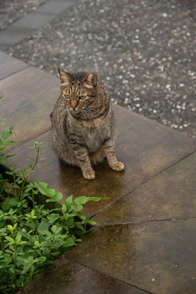 Fat Tabby Cat // Healthier Pets Today