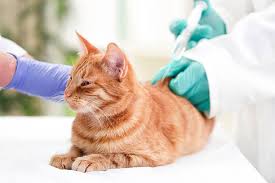 Ginger cat getting treatment, Steel stable, Vet injecting medicine // Healthier Pets Today