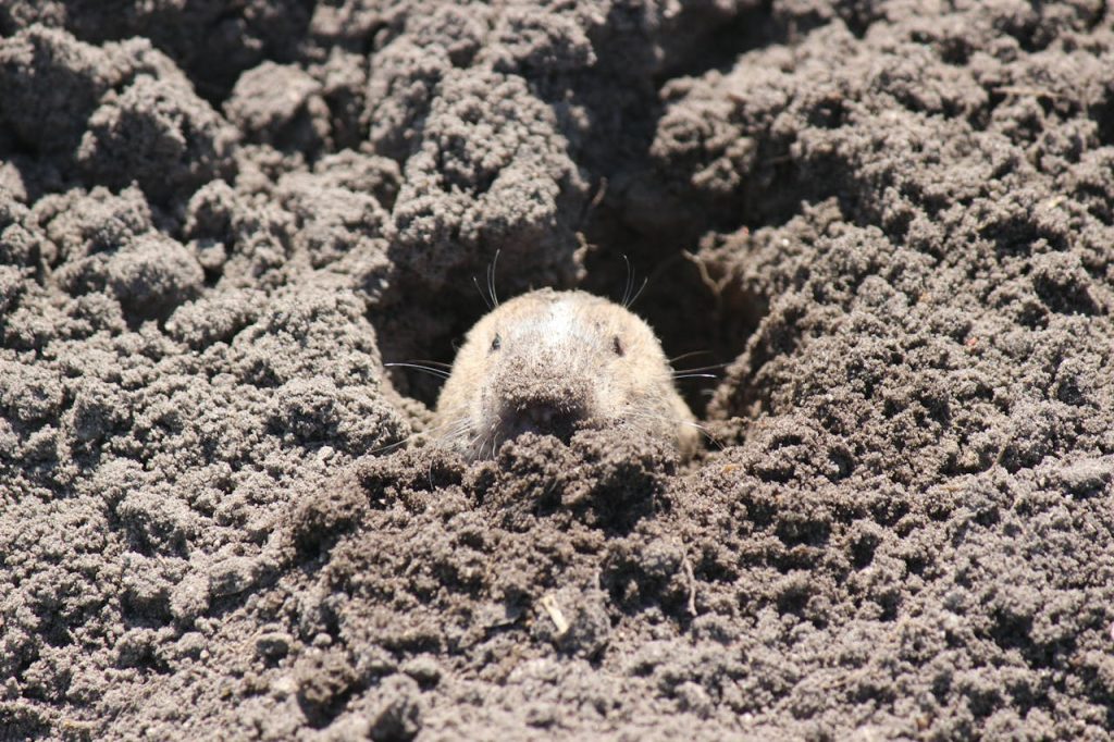 Gopher on Gray Soil // Healthier Pets Today