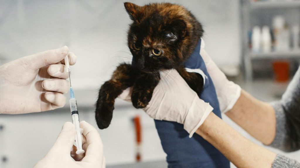 Little Cat Getting a Vaccine // Healthier Pets Today