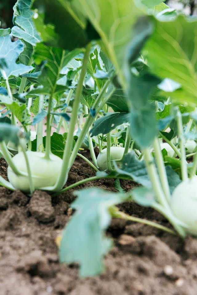 Plant on Field // Healthier Pets Today