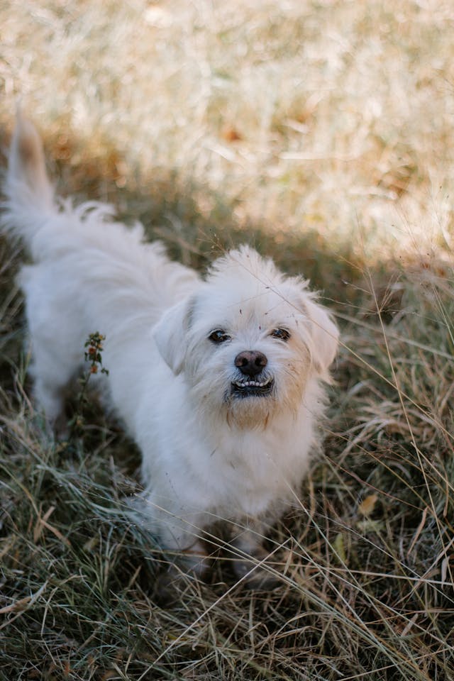 White Dog in Grass // Healthier Pets Today