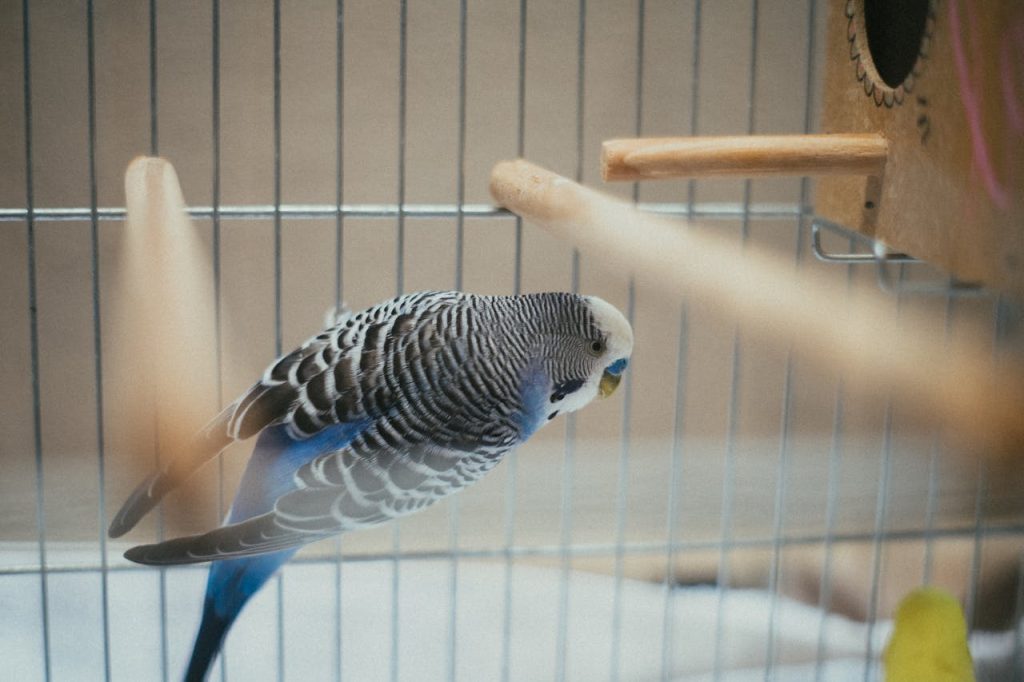 Blue and White Bird Inside A Cage // Healthier Pets Today