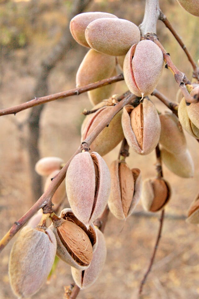 Brown Pistachio Nut Lot // Healthier Pets Today