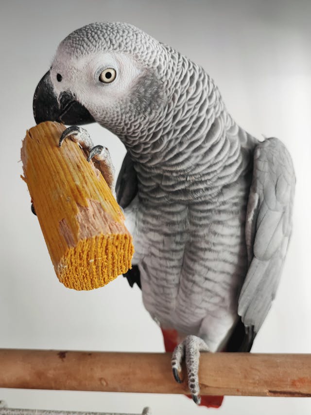 Close-Up Shot of a Grey Parrot // Healthier Pets Today