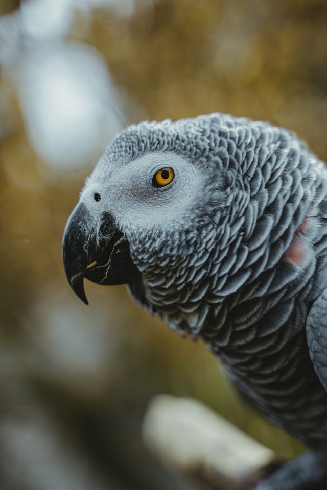Grey Bird in Close Up Photography // Healthier Pets Today