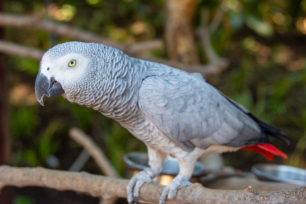 Photo of Grey Parrot Perched On Branch // Healthier Pets Today