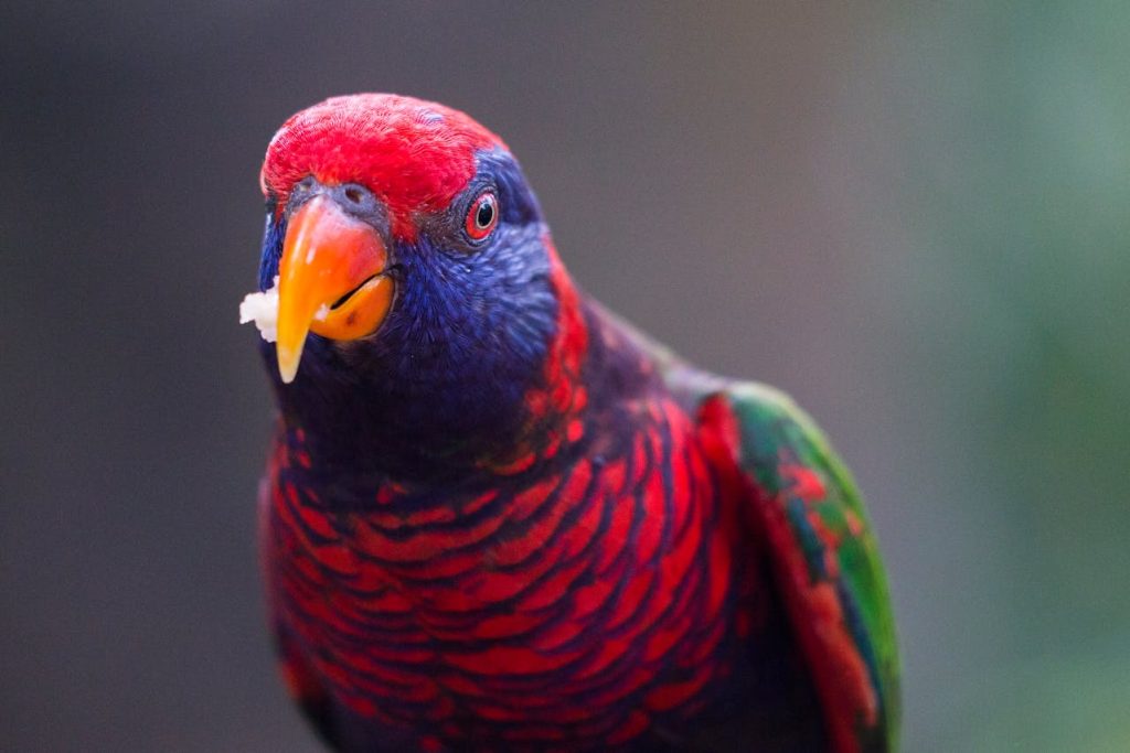 Portrait Of Multicolored Bird // Healthier Pets Today