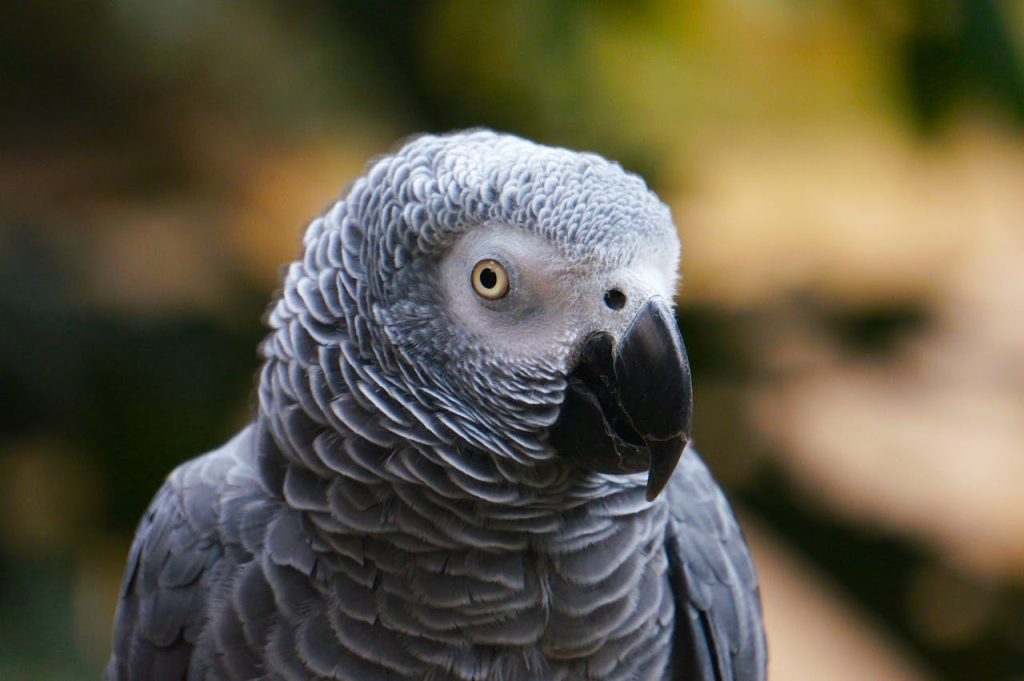 Selective Focus Photography of Gray Bird // Healthier Pets Today