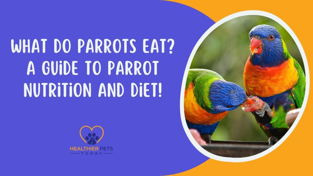What Do Parrots Eat? Best Guide to Parrot Nutrition and Diet