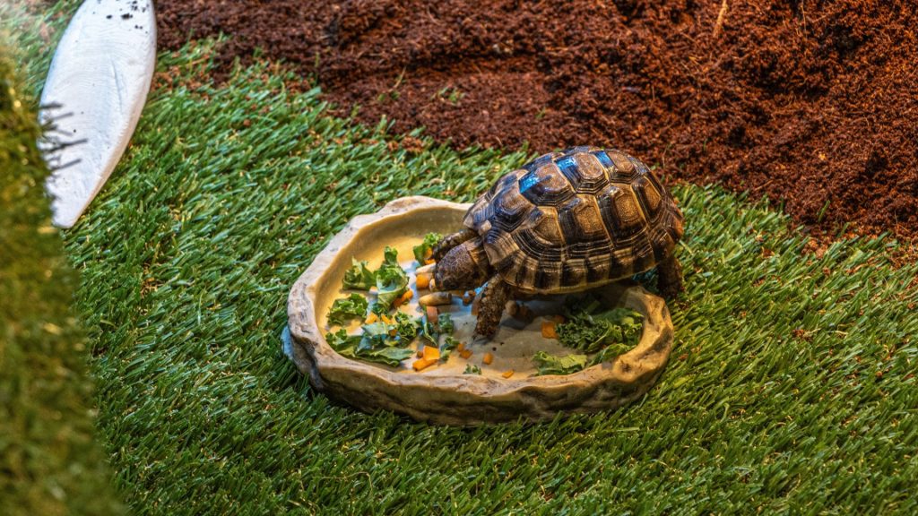 Tortoise eating on grass inside an enclosure // Healthier Pets Today