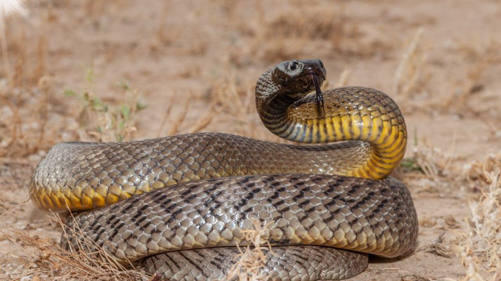 Snaking stand up, in dry environment, dark colors // Healthier Pets Today