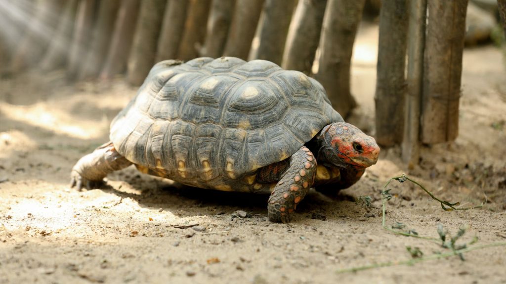 Tortoise crawling, brown fencing next to it // Healthier Pets Today