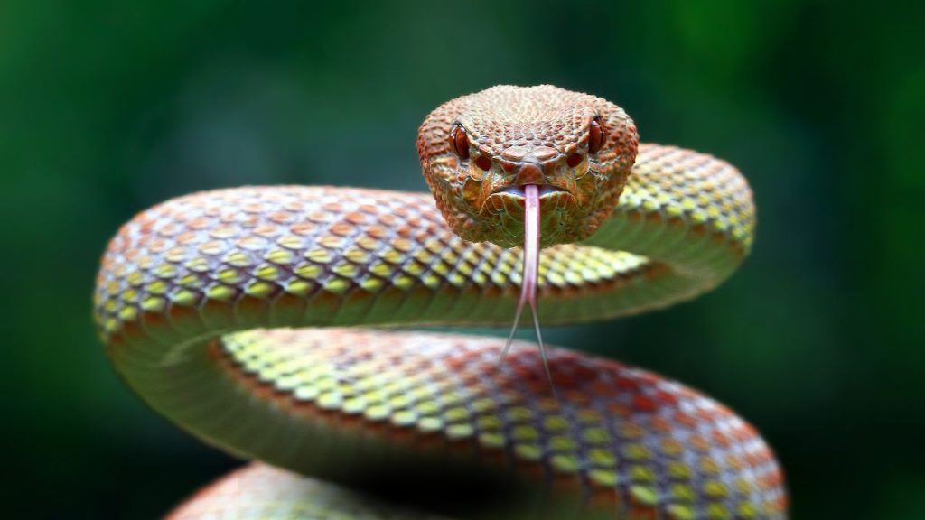 Snaking raising and hissing // Healthier Pets Today