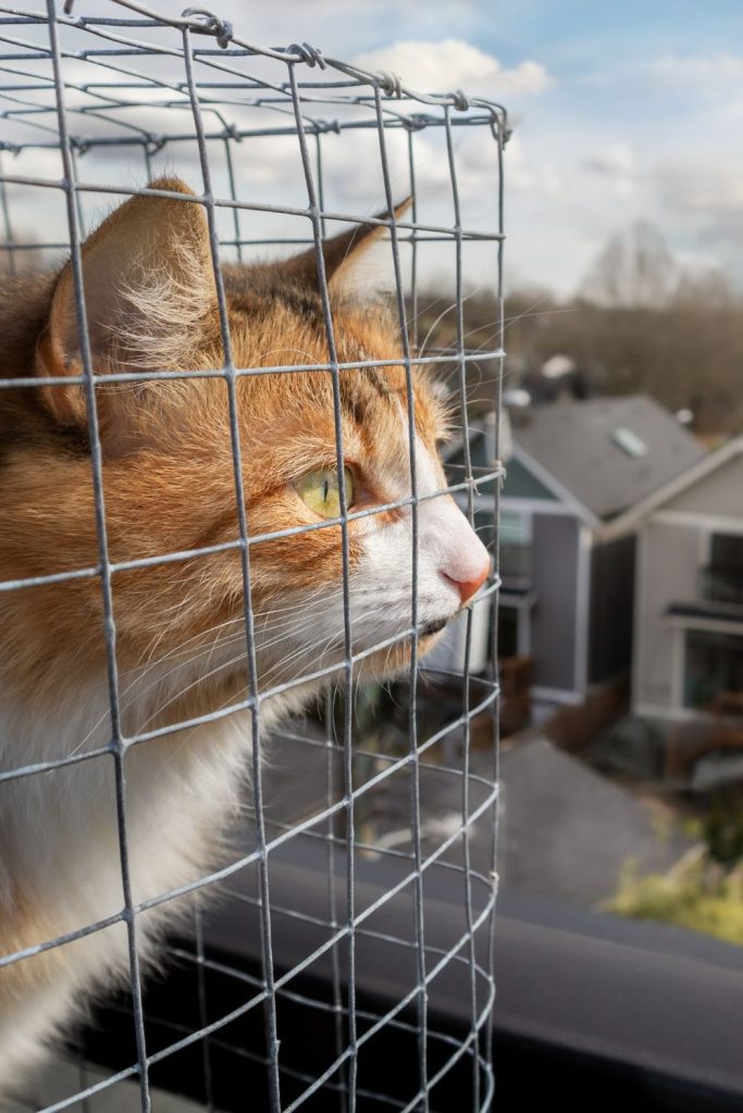 Cat staring out catio from an apartment // Healthier Pets Today
