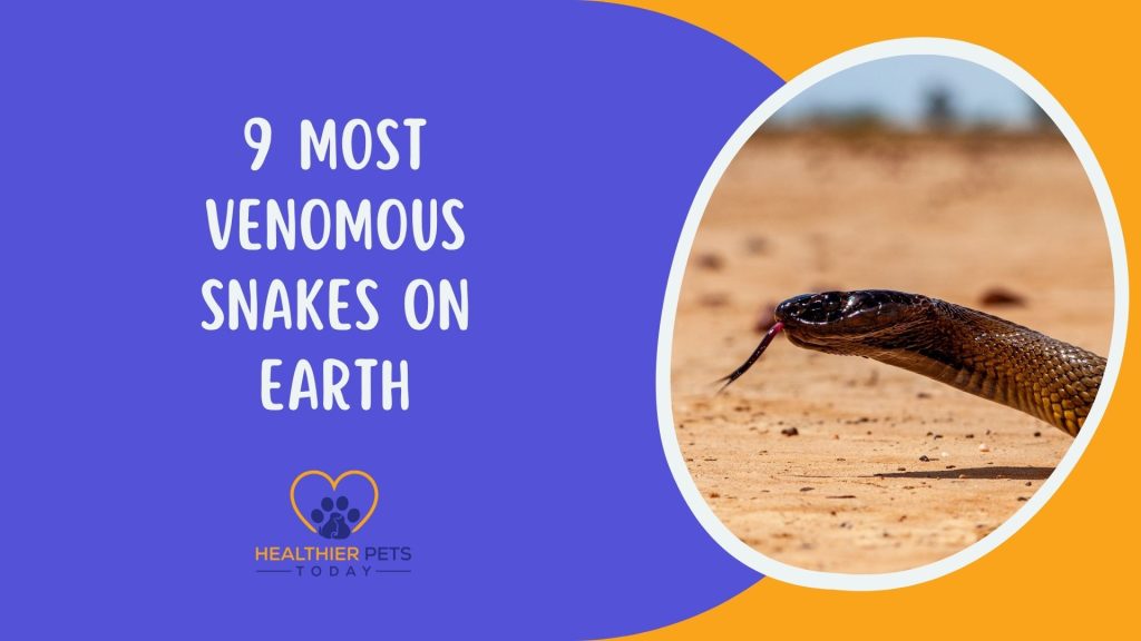 9 Most Venomous Snakes on Earth // Healthier Pets Today