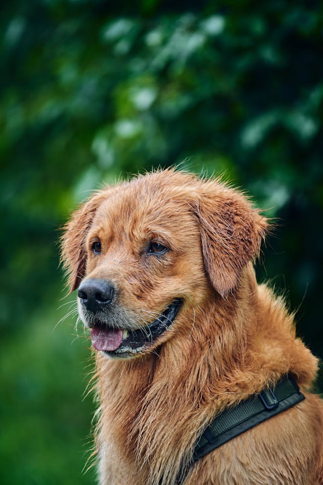 A Dog Sitting Outdoors // Healthier Pets Today