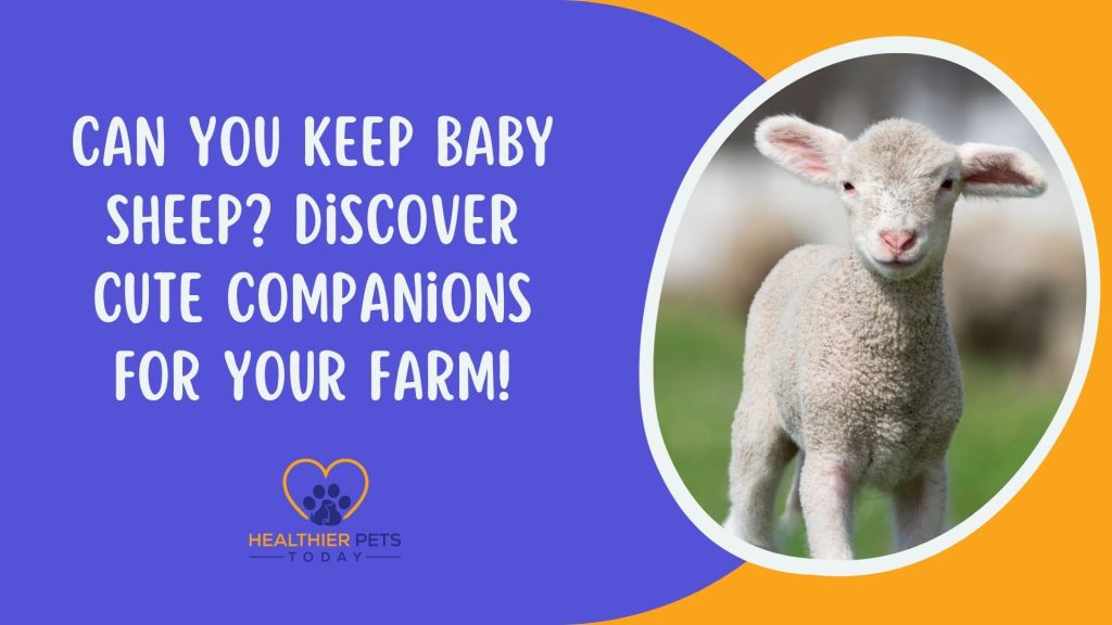 Can You Keep Baby Sheep Discover Cute Companions for Your Farm! // Healthier Pets Today