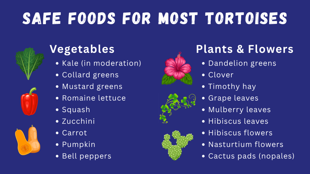 List of safe vegetables, plants, and flowers tortoises can eat, including squash, clover, hibiscus, and cactus pads // Healthier Pets Today