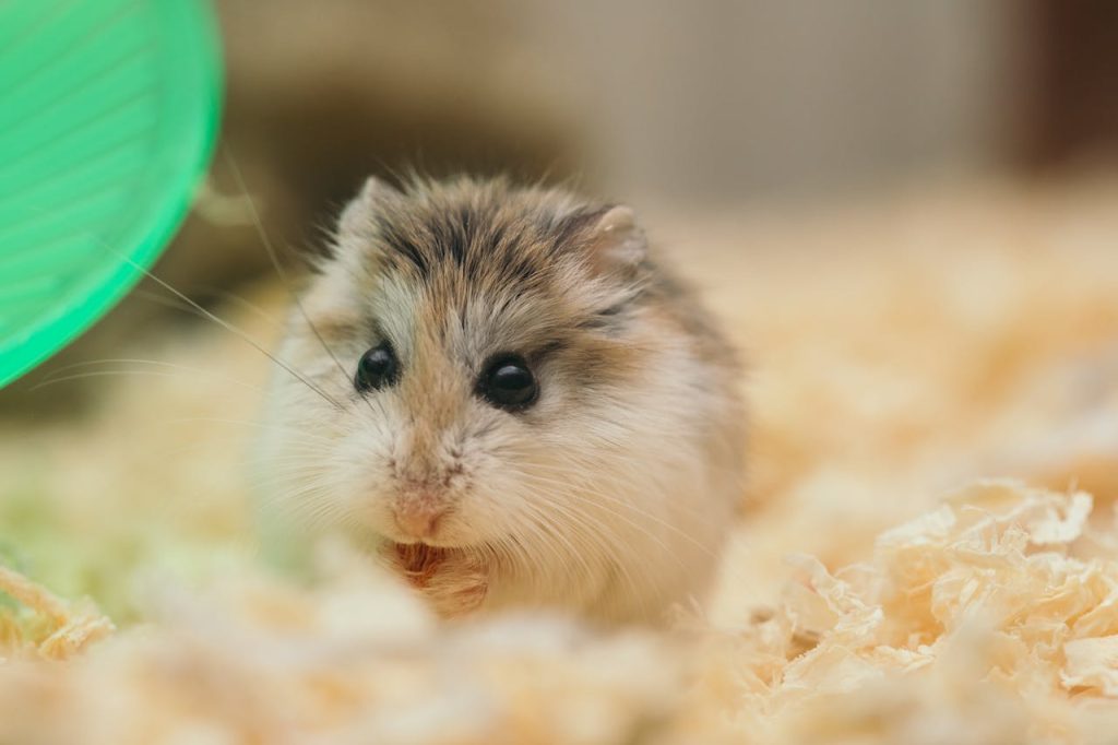 Close Up Photo of Cute Fluffy Hamster // Healthier Pets Today