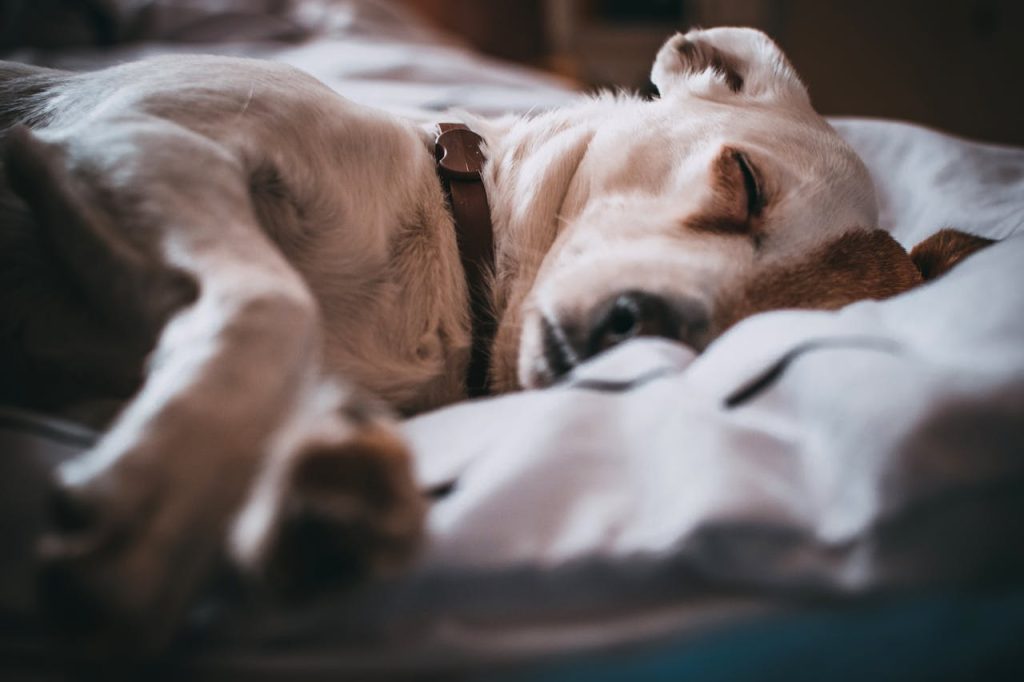 Close-Up Photo of Sleeping Dog // Healthier Pets Today