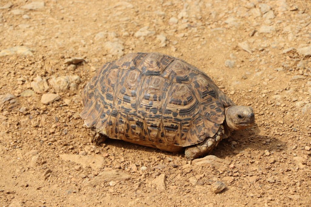 Close-Up Shot of a Leopard Tortoise on the ground // Healthier Pets Today