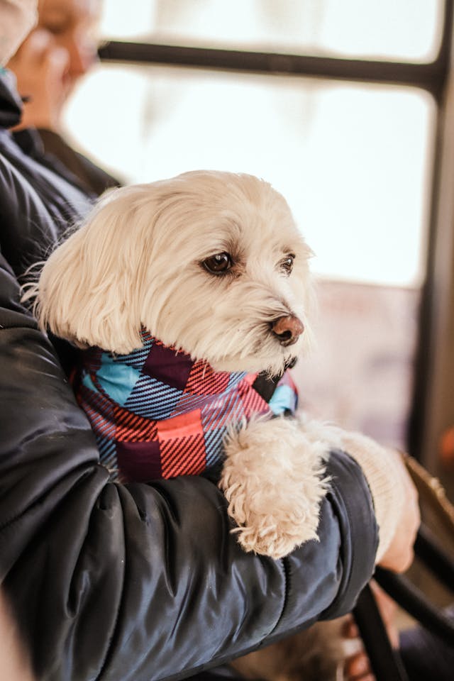 Close-Up Shot of a Maltese Dog // Healthier Pets Today