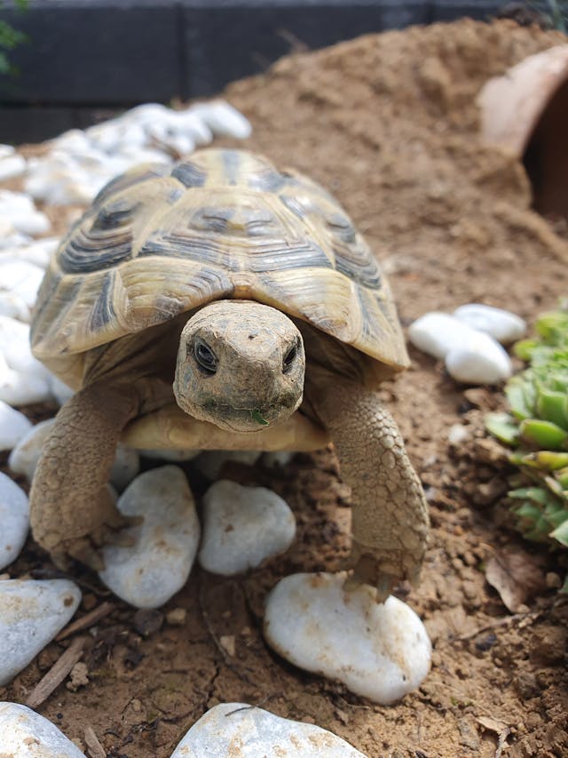 Close-up of a Turtle // Healthier Pets Today