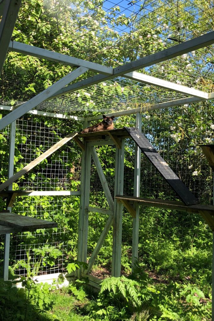 Giant catio in garden with a cat inside // Healthier Pets Today
