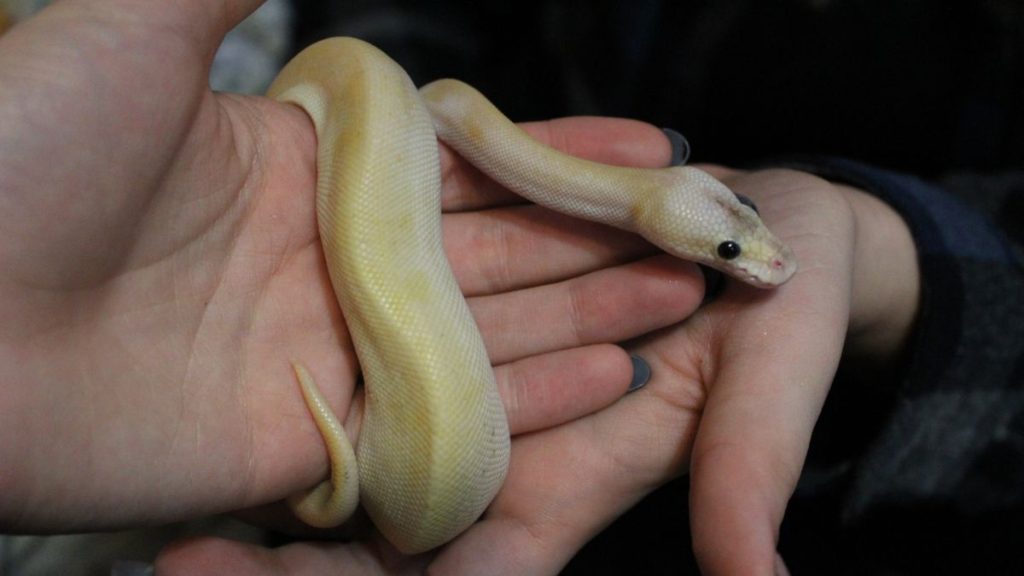 Corn snake slithering on hands // Healthier Pets Today