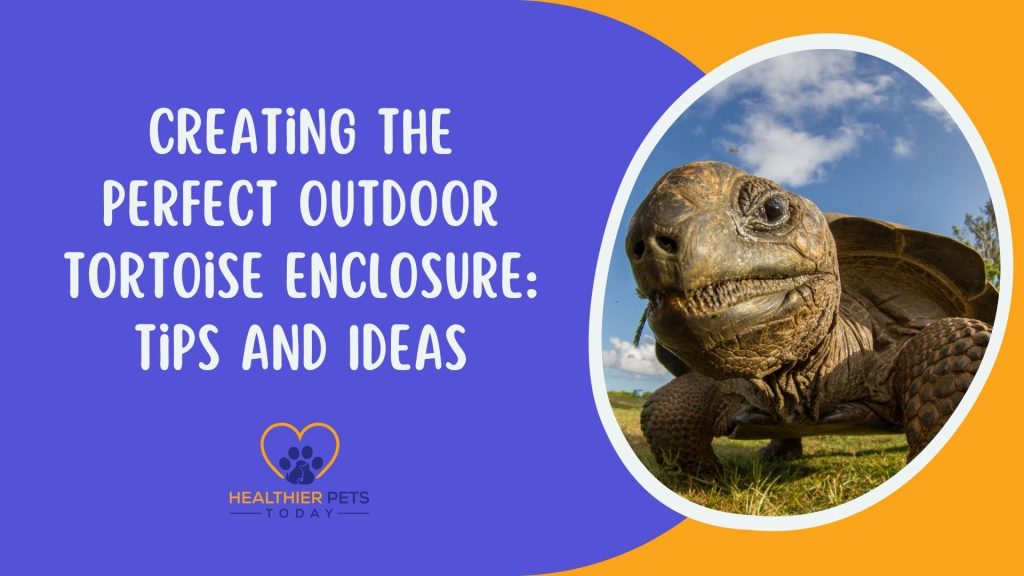 Creating the Perfect Outdoor Tortoise Enclosure Tips and Ideas // Healthier Pets Today