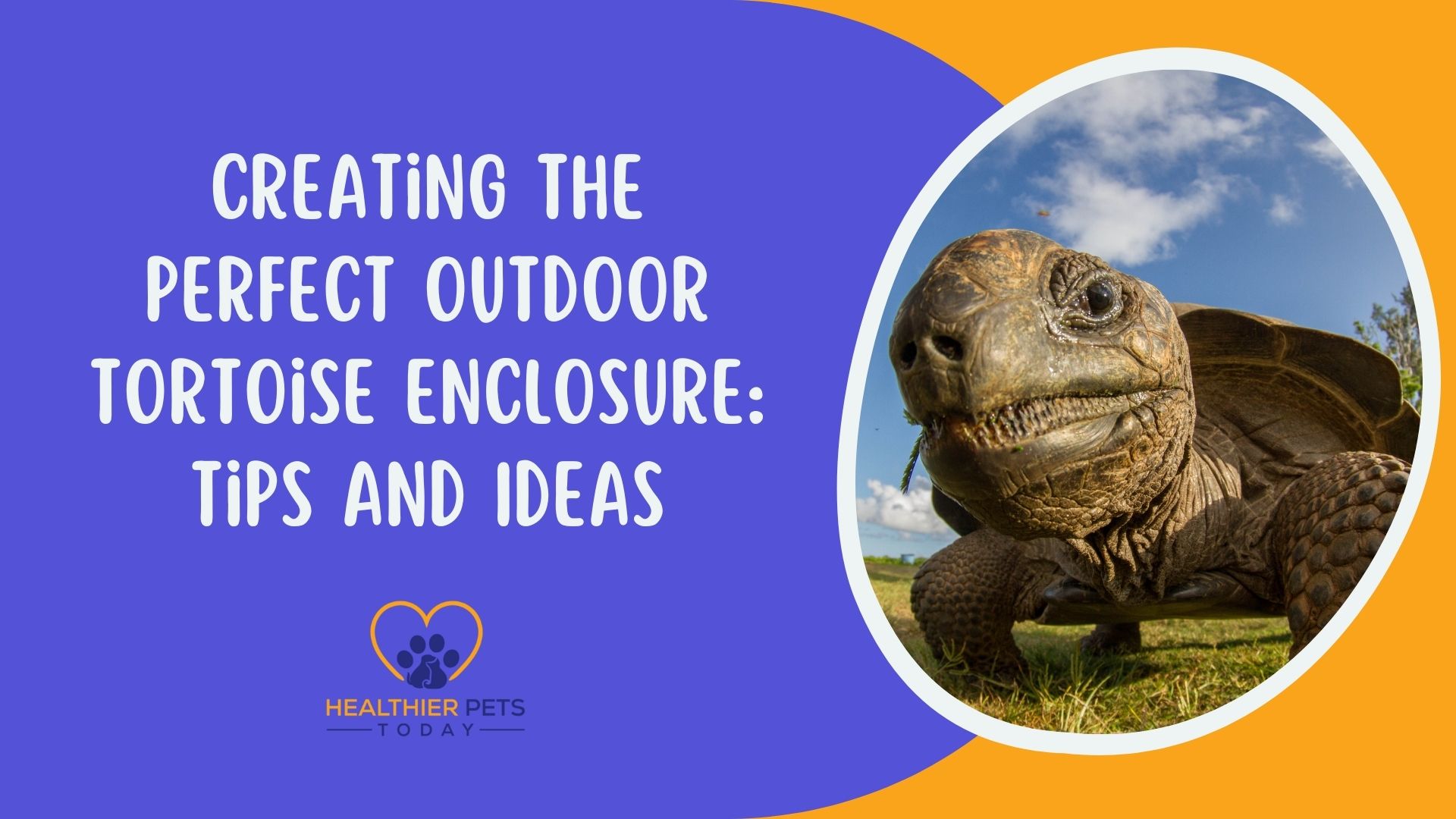 Creating the Perfect Outdoor Tortoise Enclosure Tips and Ideas // Healthier Pets Today