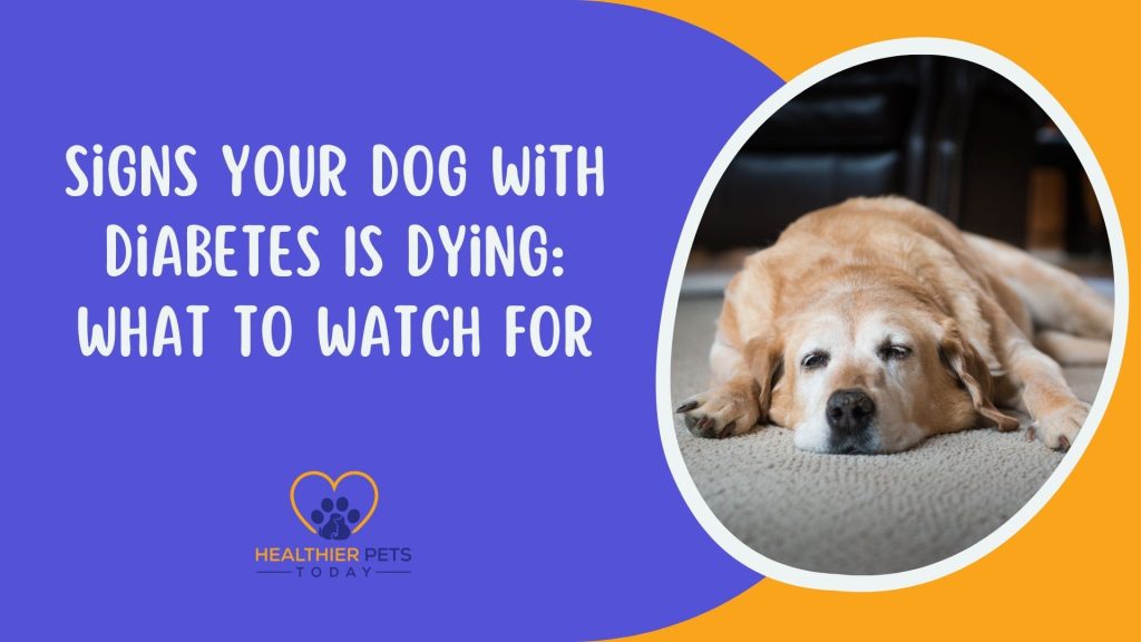 Signs Your Dog with Diabetes Is Dying: What to Watch For // Healthier Pets Today