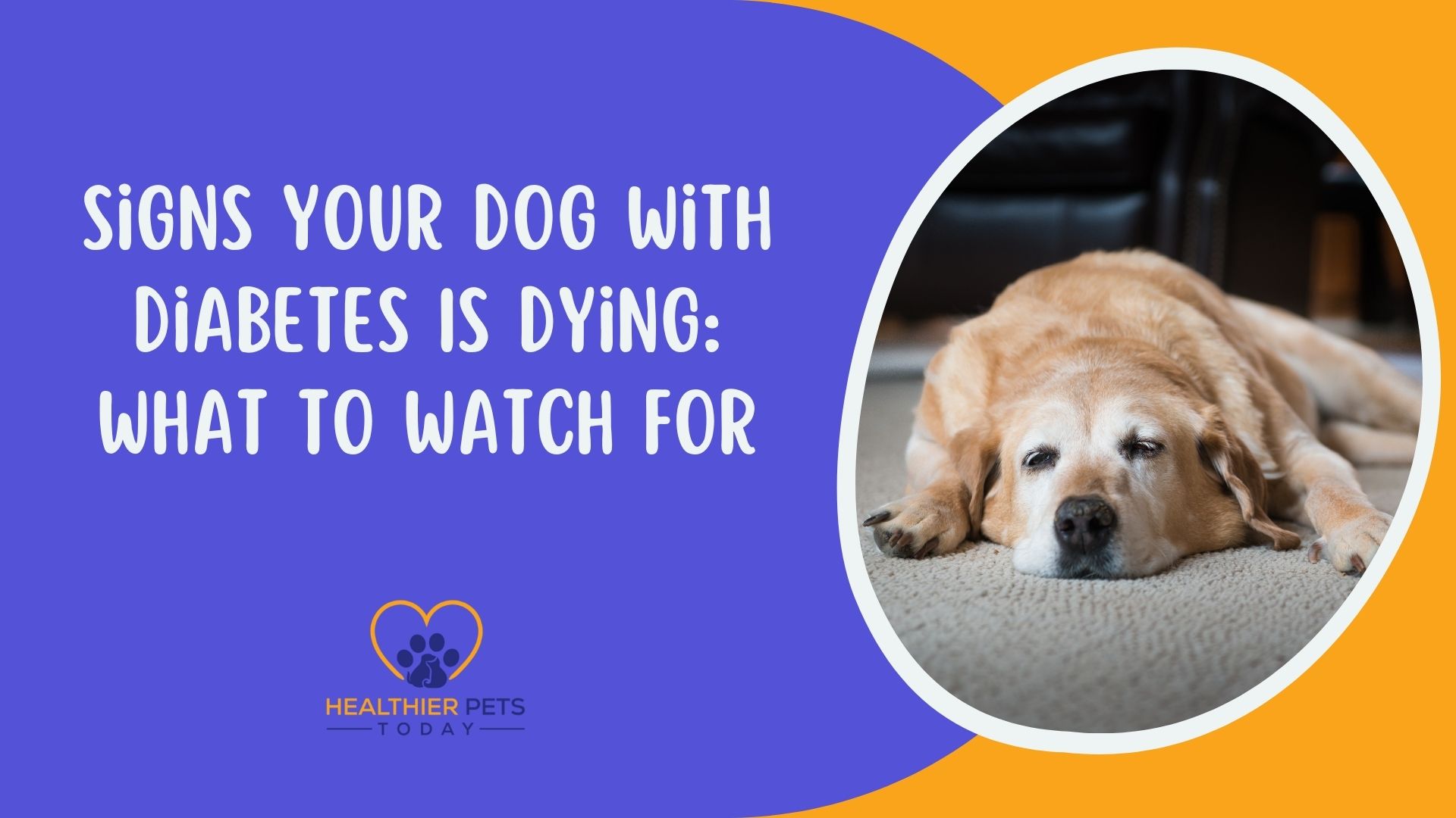 Signs Your Dog with Diabetes Is Dying: What to Watch For // Healthier Pets Today
