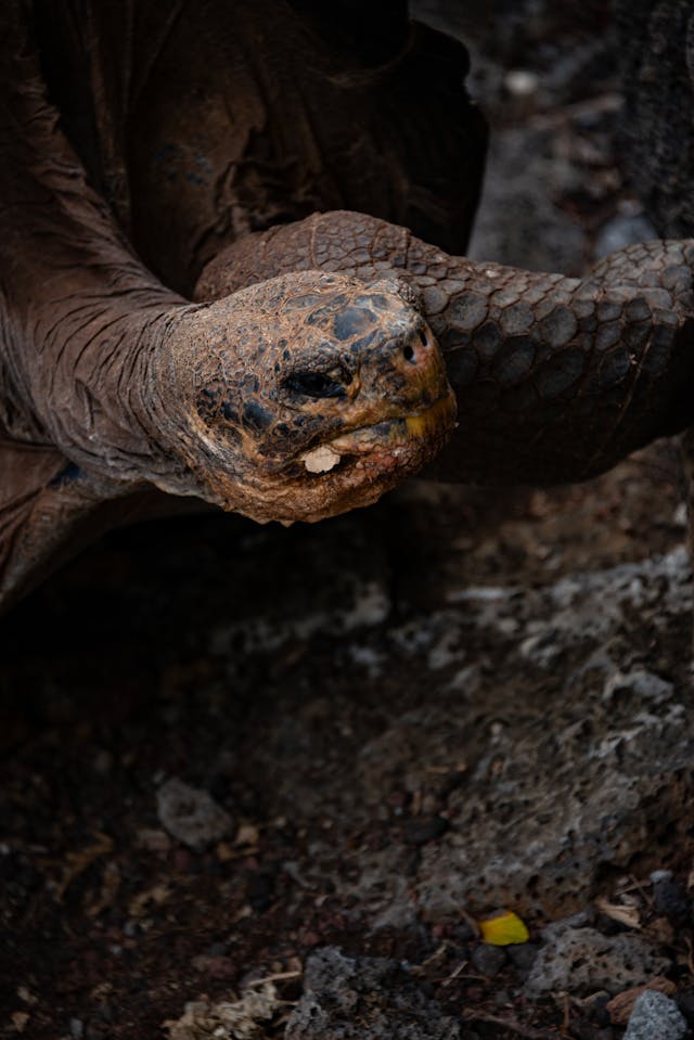 Giant Tortoise in Close Up // Healthier Pets Today