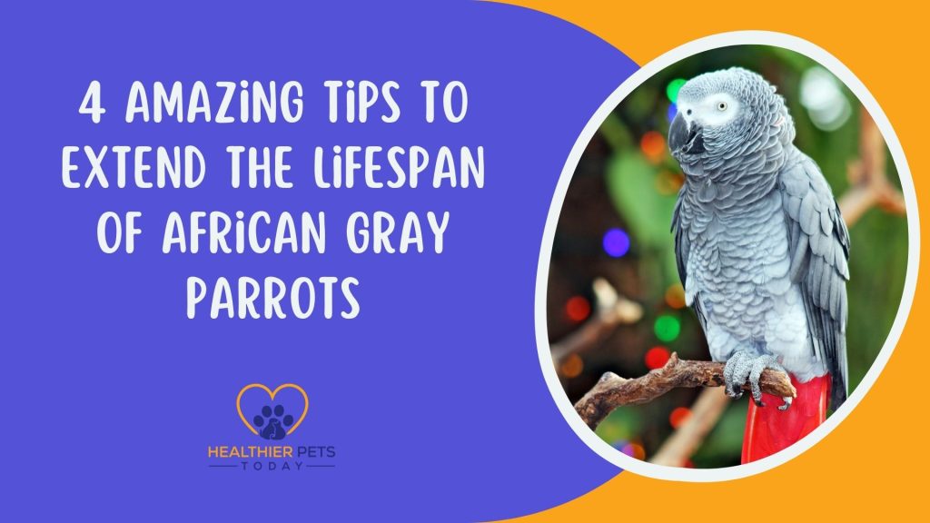 4 Amazing Tips to Extend the Lifespan of African Gray Parrots