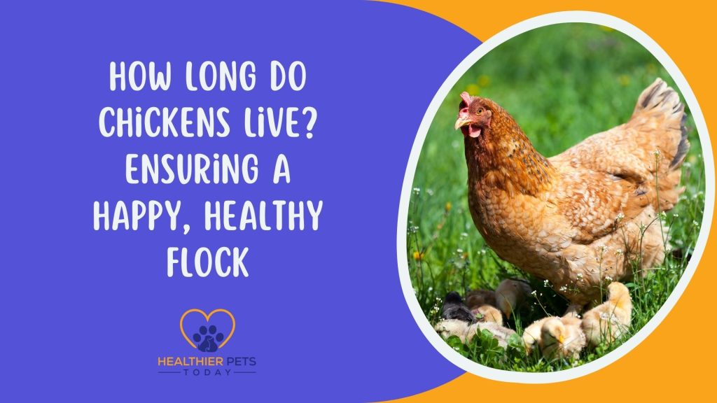 How Long Do Chickens Live Ensuring a Happy, Healthy Flock // Healthier Pets Today