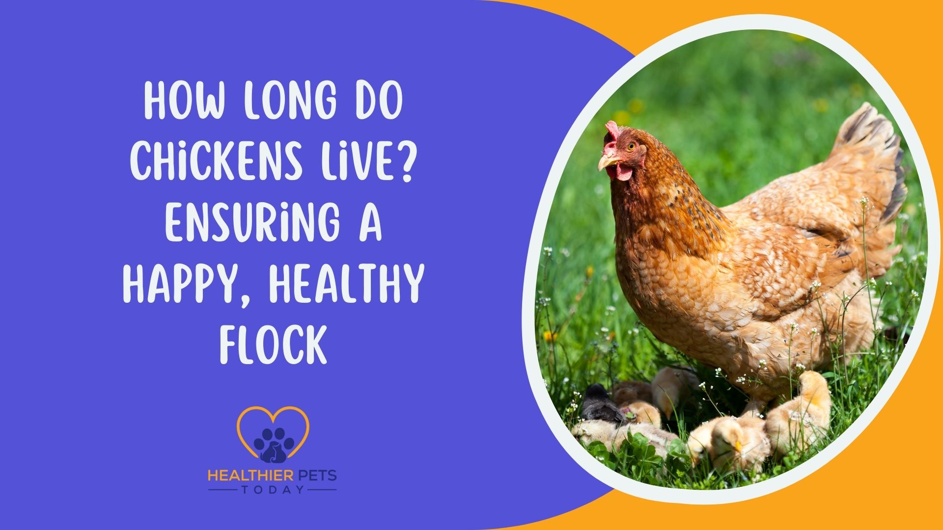 How Long Do Chickens Live Ensuring a Happy, Healthy Flock // Healthier Pets Today