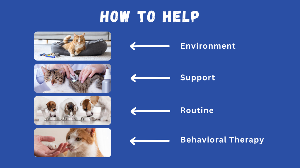 Calm orange cat lying in a cozy bed, a cat being examined by a vet, puppies eating in a row, and a hand gently touching a cat’s paw — each image labeled with Environment, Support, Routine, and Behavioral Therapy // Healthier Pets Today