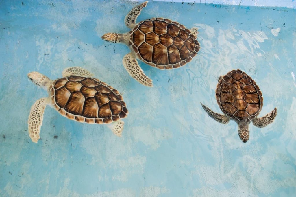 Three turtles swimming in clear water // Healthier Pets Today