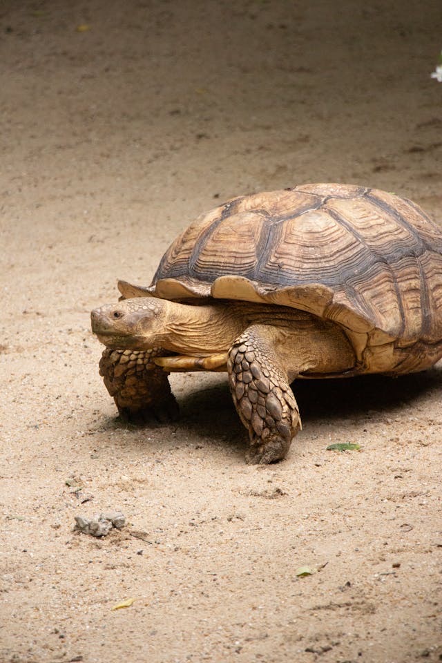 Tortoise walking on a dirt road // Healthier Pets Today