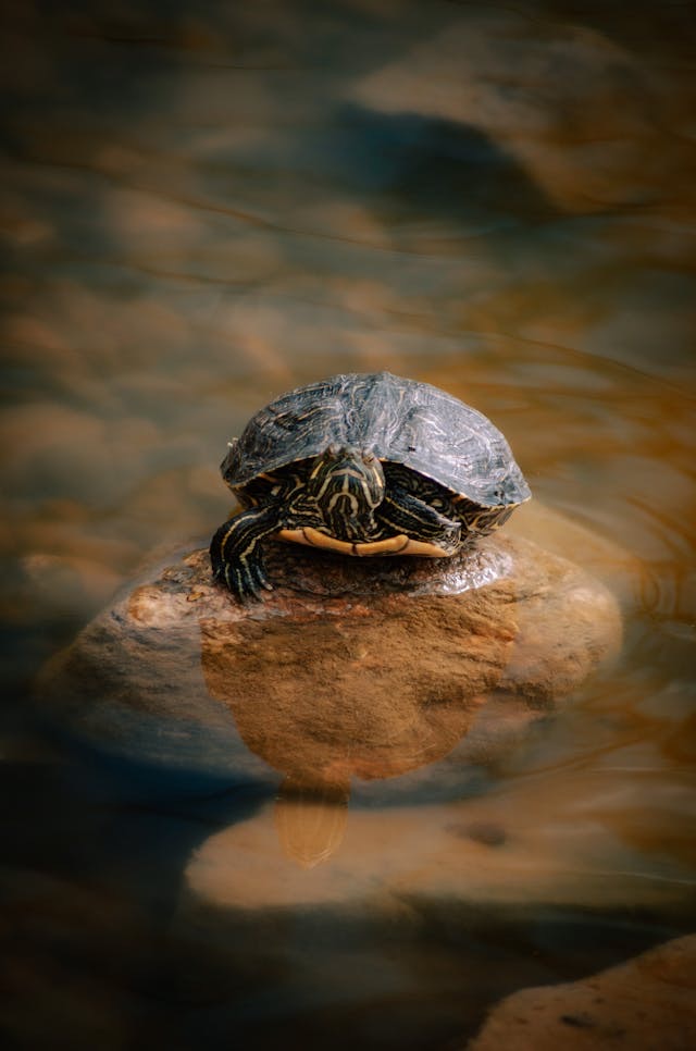 Tortoise sitting on top of a rock in the water // Healthier Pets Today